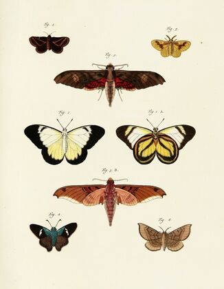 Foreign butterflies occurring in the three continents Asia, Africa and America Pl.240