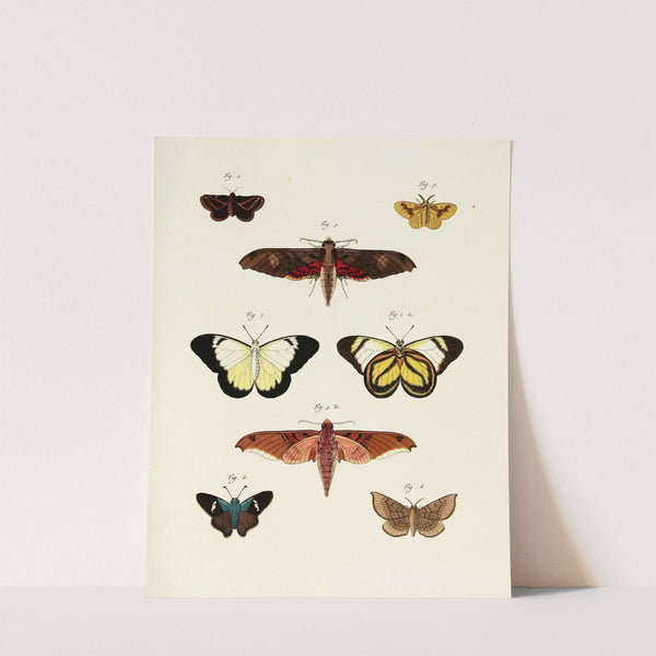 Foreign butterflies occurring in the three continents Asia, Africa and America Pl.240 (1779-1782) by Pieter Cramer