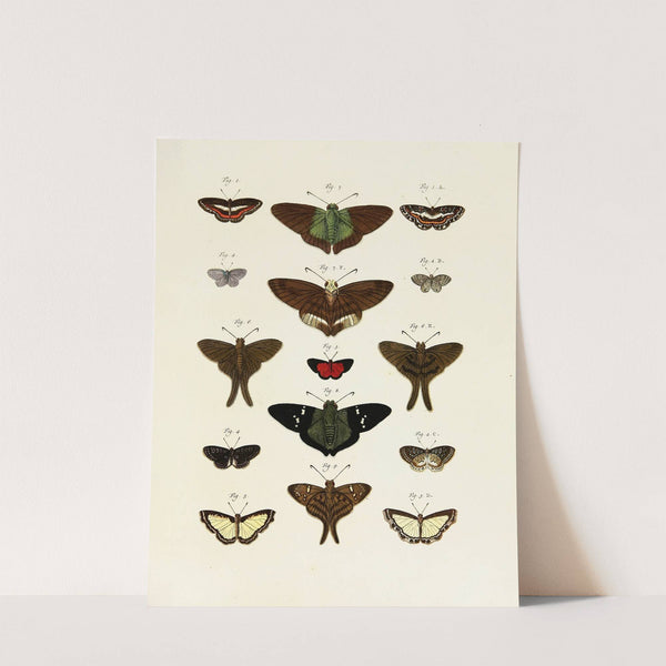 Foreign butterflies occurring in the three continents Asia, Africa and America Pl.244 (1779-1782) by Pieter Cramer