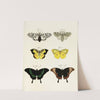 Foreign butterflies occurring in the three continents Asia, Africa and America Pl.246 (1779-1782) by Pieter Cramer