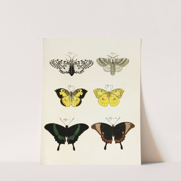 Foreign butterflies occurring in the three continents Asia, Africa and America Pl.246 (1779-1782) by Pieter Cramer