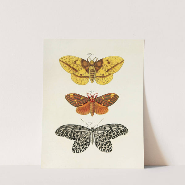 Foreign butterflies occurring in the three continents Asia, Africa and America Pl.247 (1779-1782) by Pieter Cramer