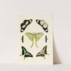 Foreign butterflies occurring in the three continents Asia, Africa and America Pl.249 (1779-1782) by Pieter Cramer
