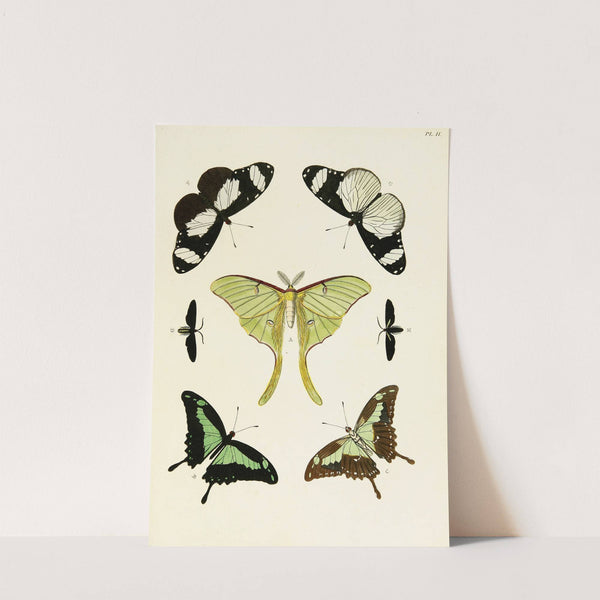 Foreign butterflies occurring in the three continents Asia, Africa and America Pl.249 (1779-1782) by Pieter Cramer