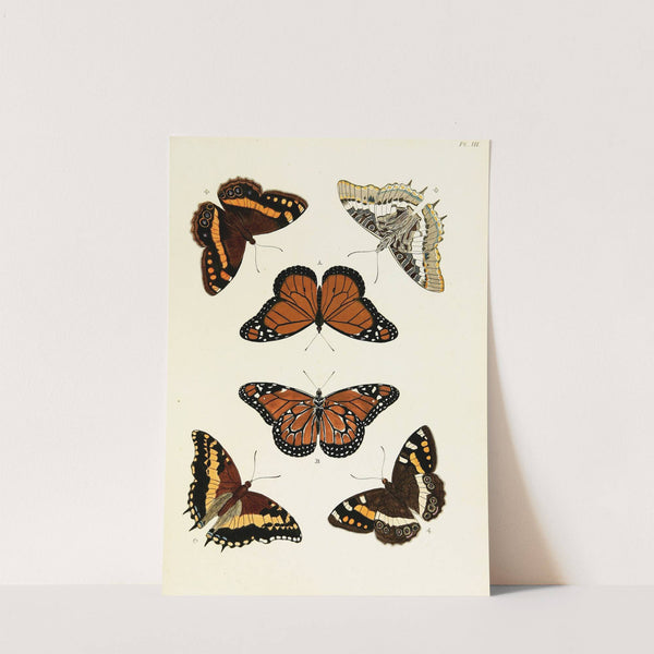 Foreign butterflies occurring in the three continents Asia, Africa and America Pl.250 (1779-1782) by Pieter Cramer