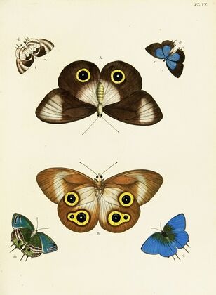 Foreign butterflies occurring in the three continents Asia, Africa and America Pl.253