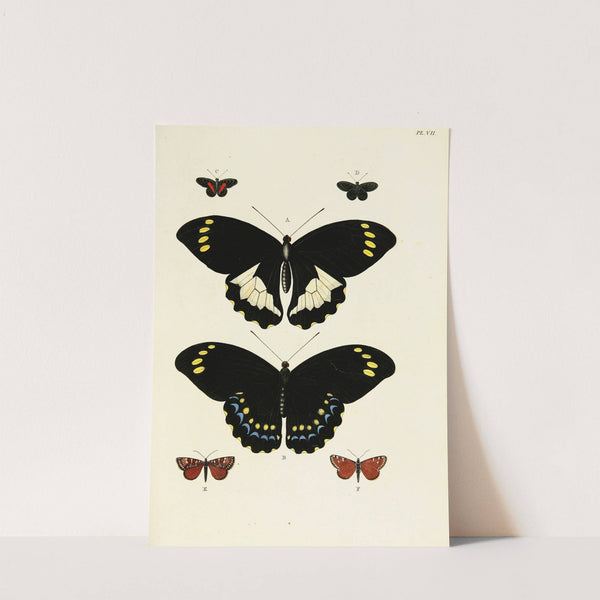 Foreign butterflies occurring in the three continents Asia, Africa and America Pl.254 (1779-1782) by Pieter Cramer