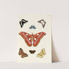Foreign butterflies occurring in the three continents Asia, Africa and America Pl.255 (1779-1782) by Pieter Cramer