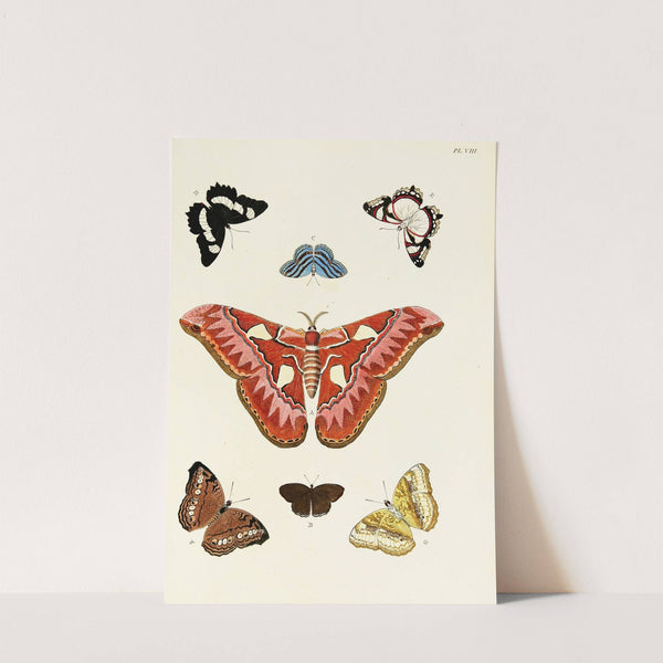 Foreign butterflies occurring in the three continents Asia, Africa and America Pl.255 (1779-1782) by Pieter Cramer