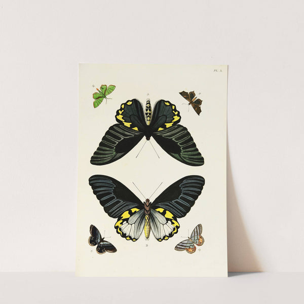 Foreign butterflies occurring in the three continents Asia, Africa and America Pl.257 (1779-1782) by Pieter Cramer