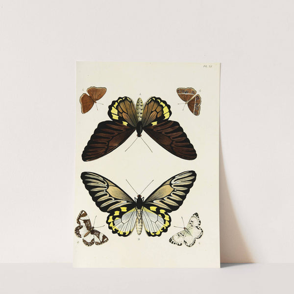 Foreign butterflies occurring in the three continents Asia, Africa and America Pl.258 (1779-1782) by Pieter Cramer