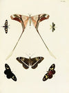 Foreign butterflies occurring in the three continents Asia, Africa and America Pl.260