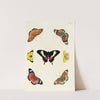 Foreign butterflies occurring in the three continents Asia, Africa and America Pl.261 (1779-1782) by Pieter Cramer