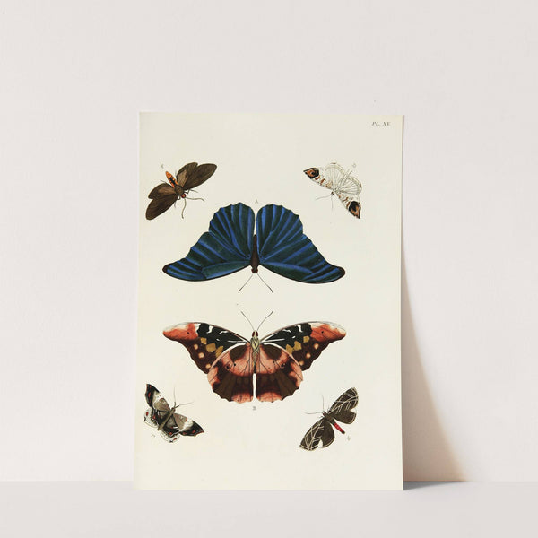 Foreign butterflies occurring in the three continents Asia, Africa and America Pl.262 (1779-1782) by Pieter Cramer