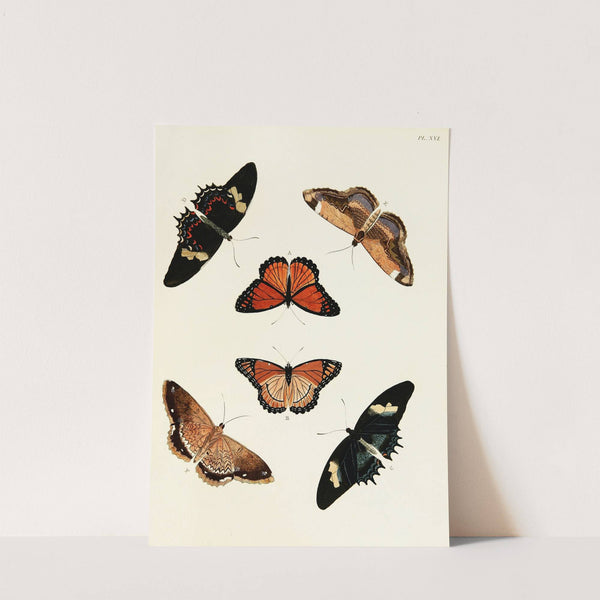 Foreign butterflies occurring in the three continents Asia, Africa and America Pl.263 (1779-1782) by Pieter Cramer