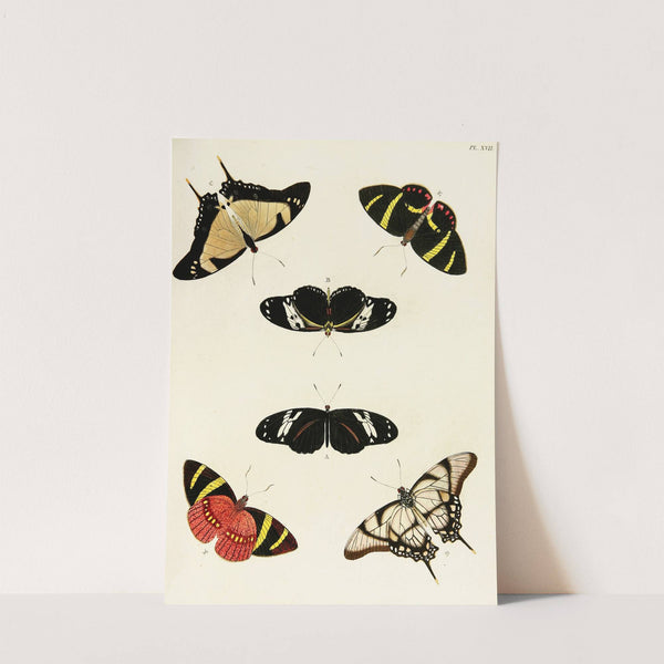 Foreign butterflies occurring in the three continents Asia, Africa and America Pl.264 (1779-1782) by Pieter Cramer