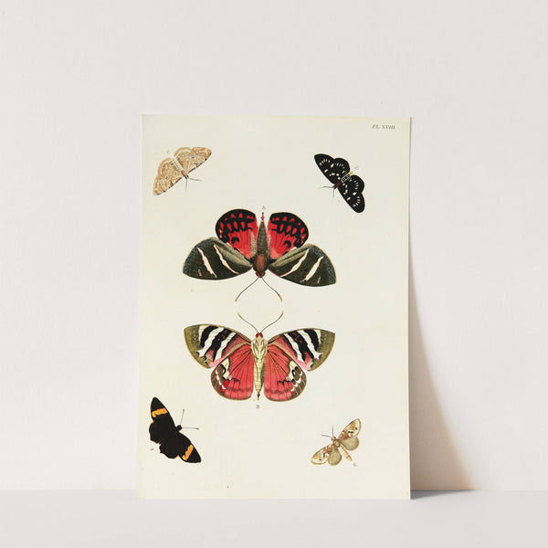 Foreign butterflies occurring in the three continents Asia, Africa and America Pl.265 (1779-1782) by Pieter Cramer