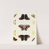 Foreign butterflies occurring in the three continents Asia, Africa and America Pl.267 (1779-1782) by Pieter Cramer