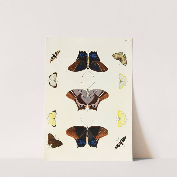 Foreign butterflies occurring in the three continents Asia, Africa and America Pl.267 (1779-1782) by Pieter Cramer