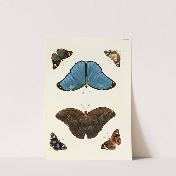 Foreign butterflies occurring in the three continents Asia, Africa and America Pl.268 (1779-1782) by Pieter Cramer