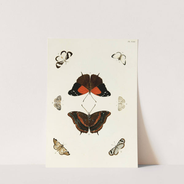 Foreign butterflies occurring in the three continents Asia, Africa and America Pl.269 (1779-1782) by Pieter Cramer