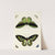 Foreign butterflies occurring in the three continents Asia, Africa and America Pl.270 (1779-1782) by Pieter Cramer
