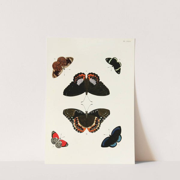 Foreign butterflies occurring in the three continents Asia, Africa and America Pl.271 (1779-1782) by Pieter Cramer