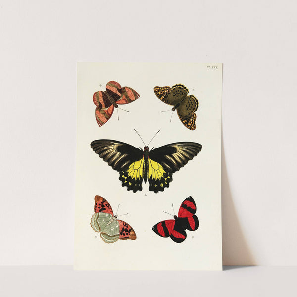 Foreign butterflies occurring in the three continents Asia, Africa and America Pl.272 (1779-1782) by Pieter Cramer