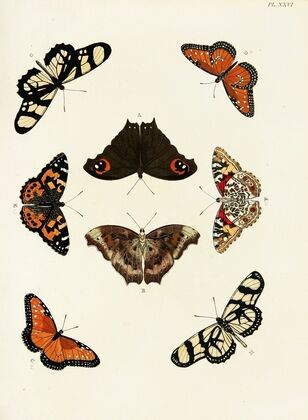 Foreign butterflies occurring in the three continents Asia, Africa and America Pl.273