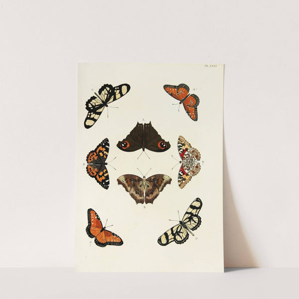 Foreign butterflies occurring in the three continents Asia, Africa and America Pl.273 (1779-1782) by Pieter Cramer