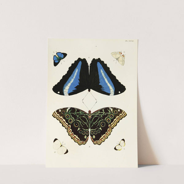 Foreign butterflies occurring in the three continents Asia, Africa and America Pl.274 (1779-1782) by Pieter Cramer