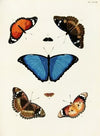 Foreign butterflies occurring in the three continents Asia, Africa and America Pl.275