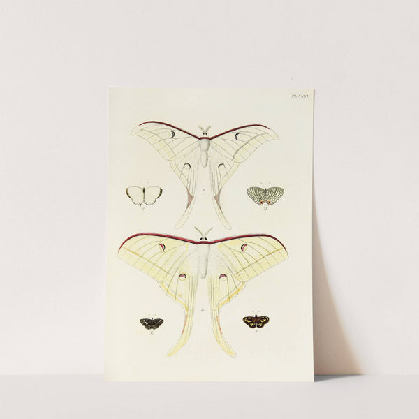 Foreign butterflies occurring in the three continents Asia, Africa and America Pl.278 (1779-1782) by Pieter Cramer