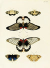 Foreign butterflies occurring in the three continents Asia, Africa and America Pl.279