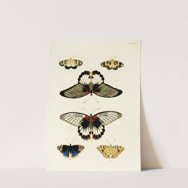 Foreign butterflies occurring in the three continents Asia, Africa and America Pl.279 (1779-1782) by Pieter Cramer