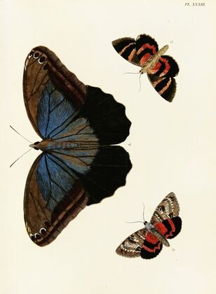 Foreign butterflies occurring in the three continents Asia, Africa and America Pl.280