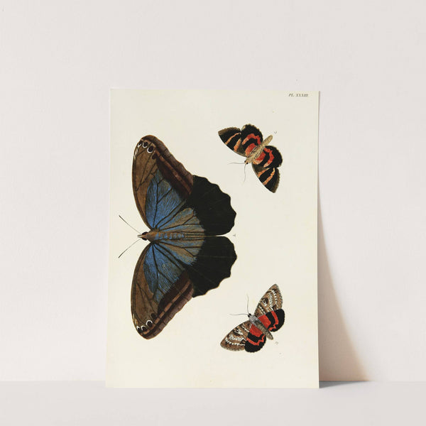 Foreign butterflies occurring in the three continents Asia, Africa and America Pl.280 (1779-1782) by Pieter Cramer