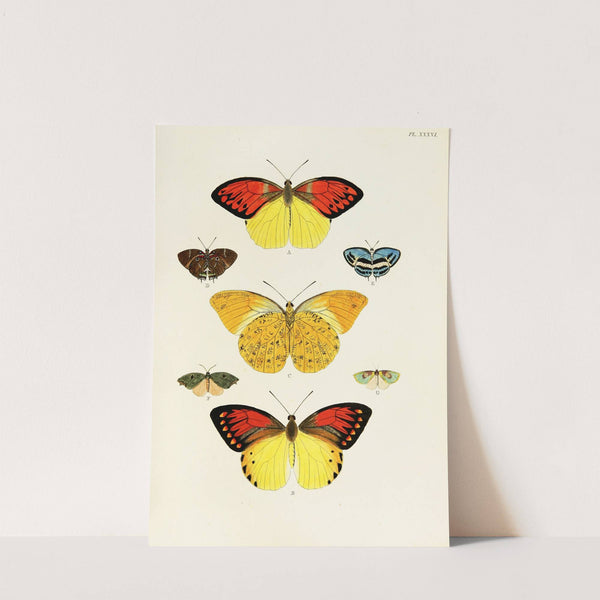 Foreign butterflies occurring in the three continents Asia, Africa and America Pl.283 (1779-1782) by Pieter Cramer