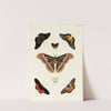 Foreign butterflies occurring in the three continents Asia, Africa and America Pl.286 (1779-1782) by Pieter Cramer