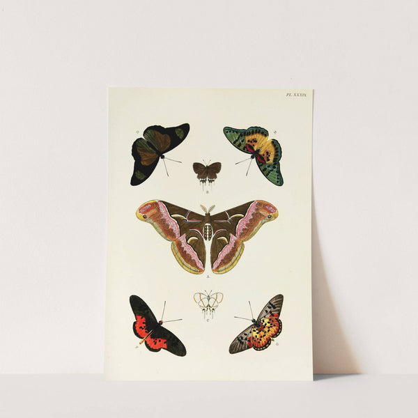 Foreign butterflies occurring in the three continents Asia, Africa and America Pl.286 (1779-1782) by Pieter Cramer