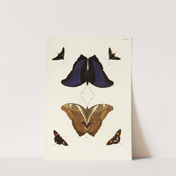 Foreign butterflies occurring in the three continents Asia, Africa and America Pl.288 (1779-1782) by Pieter Cramer