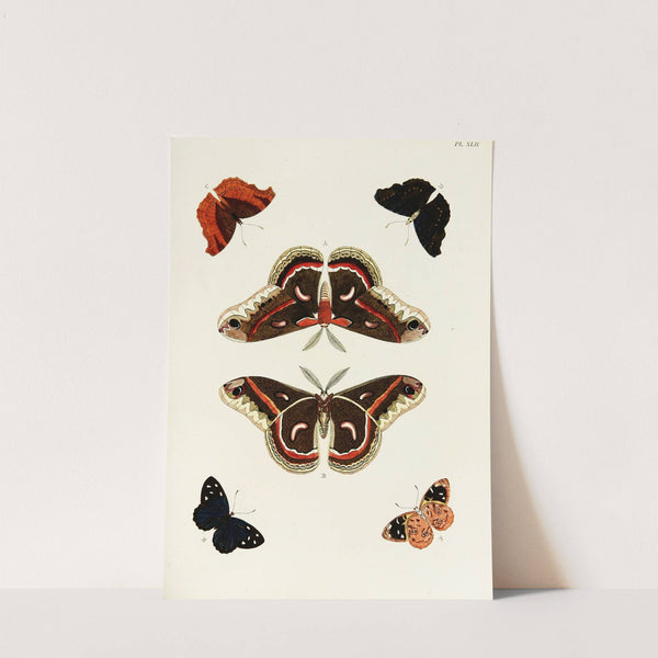 Foreign butterflies occurring in the three continents Asia, Africa and America Pl.289 (1779-1782) by Pieter Cramer