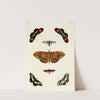 Foreign butterflies occurring in the three continents Asia, Africa and America Pl.292 (1779-1782) by Pieter Cramer