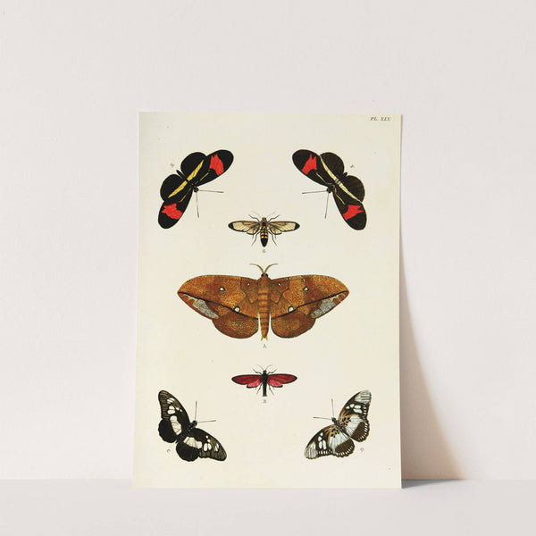Foreign butterflies occurring in the three continents Asia, Africa and America Pl.292 (1779-1782) by Pieter Cramer