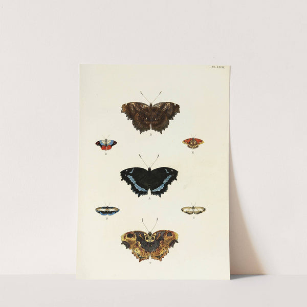 Foreign butterflies occurring in the three continents Asia, Africa and America Pl.294 (1779-1782) by Pieter Cramer