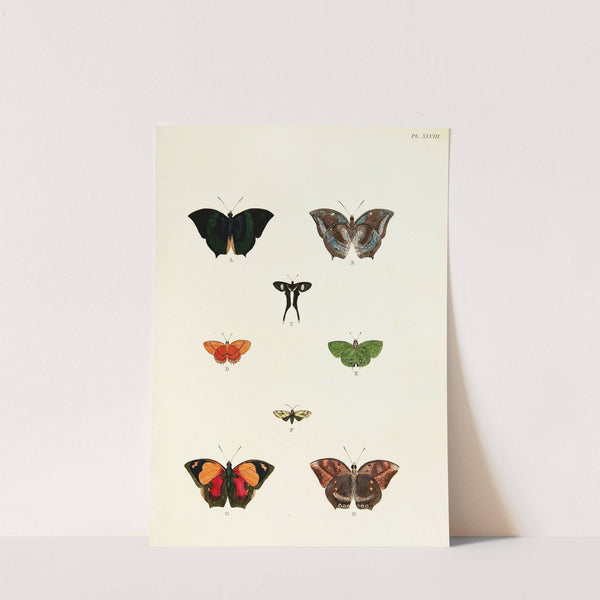 Foreign butterflies occurring in the three continents Asia, Africa and America Pl.295 (1779-1782) by Pieter Cramer