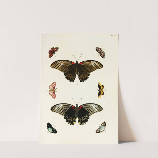 Foreign butterflies occurring in the three continents Asia, Africa and America Pl.297 (1779-1782) by Pieter Cramer
