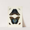 Foreign butterflies occurring in the three continents Asia, Africa and America Pl.299 (1779-1782) by Pieter Cramer