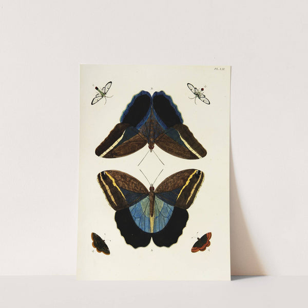 Foreign butterflies occurring in the three continents Asia, Africa and America Pl.299 (1779-1782) by Pieter Cramer