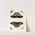 Foreign butterflies occurring in the three continents Asia, Africa and America Pl.300 (1779-1782) by Pieter Cramer